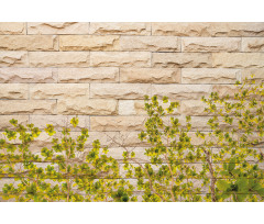 Brick Wall with Leaf Aluminum Water Bottle