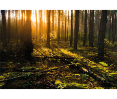 Misty Morning Sun Rays Aluminum Water Bottle