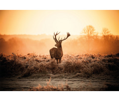 Deer Morning Sun Aluminum Water Bottle