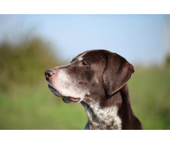 German Pointer Aluminum Water Bottle