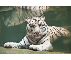 White Tiger Swimming Fun Aluminum Water Bottle