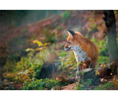 Young Wild Fox in Woodland Aluminum Water Bottle