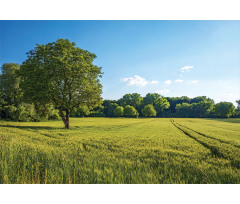 Uplifting Nature Photo Aluminum Water Bottle