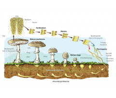 Life Cycle of Mushrooms Aluminum Water Bottle