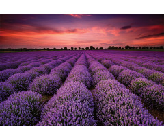 Lavender Field Sunset Aluminum Water Bottle