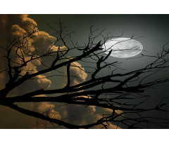 Bare Branches and Full Moon Aluminum Water Bottle