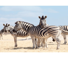 Namibia Africa Safari Aluminum Water Bottle