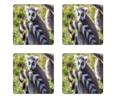 Ring Tailed Funny Expression Coaster Set Of Four