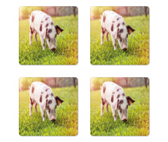 Baby Pig with Spots Coaster Set Of Four