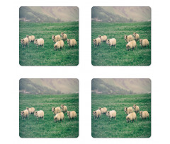 Sheep Grazing on Grass Coaster Set Of Four