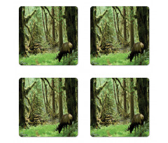 Roosevelt Elk in Park Coaster Set Of Four