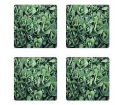 Macro Blooming Leaves Coaster Set Of Four