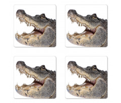 Wild American Alligator Coaster Set Of Four