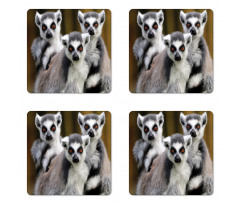 Ring Tailed Monkey Animals Coaster Set Of Four