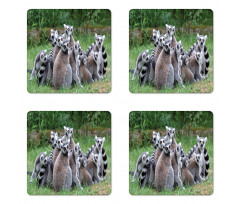 Ring Tailed Madagascar Monkey Coaster Set Of Four