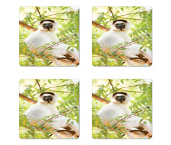 Wild Verreaux's Sifaka Photo Coaster Set Of Four