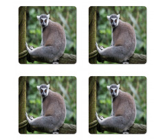 Photo of Madagascar Mammal Coaster Set Of Four