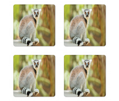 Aperture Photo Mammal Animal Coaster Set Of Four