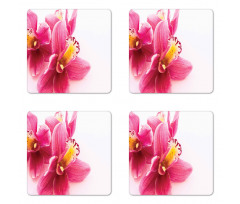 Close up Orchids View Coaster Set Of Four