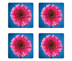 Gerbera Blossom Coaster Set Of Four