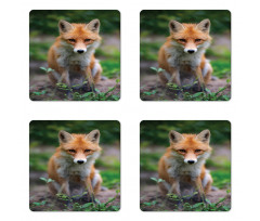 Young Coyote Photo Coaster Set Of Four