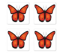 Big Monarch Breed Moth Coaster Set Of Four