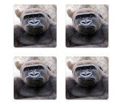 Close up Young Male Gorilla Coaster Set Of Four