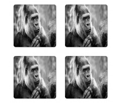 Close up Shot Ape Animal Coaster Set Of Four