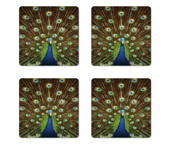 Peacock with Feathers Coaster Set Of Four