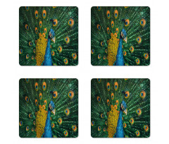 Portrait of the Peacock Coaster Set Of Four