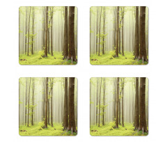 Misty Beech Forest Photo Coaster Set Of Four