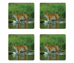 Siberian Tiger Panthera Coaster Set Of Four