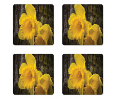 Image of Trumpet Daffodil Coaster Set Of Four