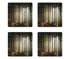 Morning Forest Scenery Coaster Set Of Four