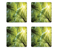 Romantic Beech Trees Coaster Set Of Four