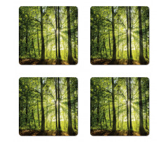 Sunny Forest Springtime Coaster Set Of Four