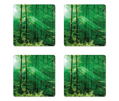 Forest Trees Morning Coaster Set Of Four