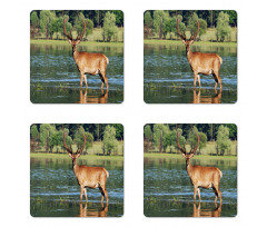 Mountain Animal in Water Coaster Set Of Four