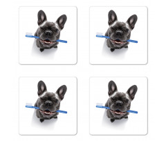 Funny Dog with Toothbrush Coaster Set Of Four