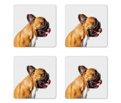 Young Pet Posing Side Shot Coaster Set Of Four