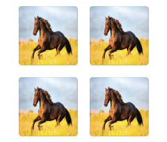 Meadow Mystery Horse Coaster Set Of Four