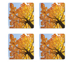 Maple Leaves Fall Autumn Coaster Set Of Four