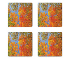 Forest in Autumn Coaster Set Of Four