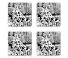 Wild Tiger Jaguar Coaster Set Of Four