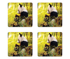 Panda Sitting in Forest Coaster Set Of Four