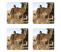 Safari Animal Cheetahs Coaster Set Of Four