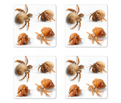 Hermit Crabs Pattern Coaster Set Of Four