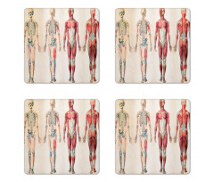 Anatomy Human Body Coaster Set Of Four