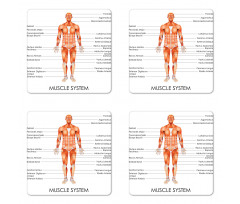 Biology Muscle System Coaster Set Of Four