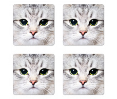 Face of a Domestic Kitty Coaster Set Of Four